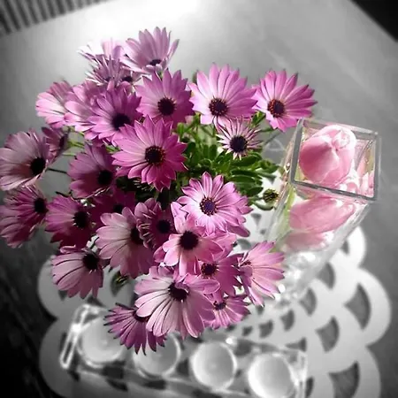 Pod Sniezynka Ζακοπάνε