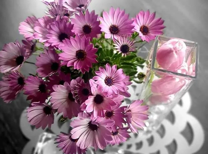 Pod Sniezynka Zakopane